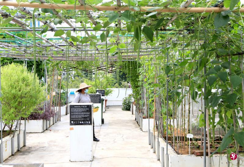云锦中学的天台果菜园六年来种了70多种可食用植物,由学习支援部主任潘丽云老师带领学生在这个户外教室辛勤耕耘。 云锦中学的天台果菜园六年来种了70多种可食用植物,由学习支援部主任潘丽云老师带领学生在这个户外教室辛勤耕耘。