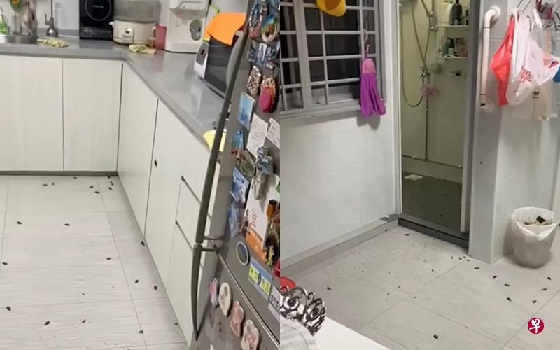 厨房地板,橱柜,垃圾桶里都是蟑螂 。(取自面簿) 居民没有封好垃圾槽,结果导致蟑螂涌现。(取自面簿) 厨房地板,橱柜,垃圾桶里都是蟑螂 。(取自面簿) 居民没有封好垃圾槽,结果导致蟑螂涌现。(取自面簿)