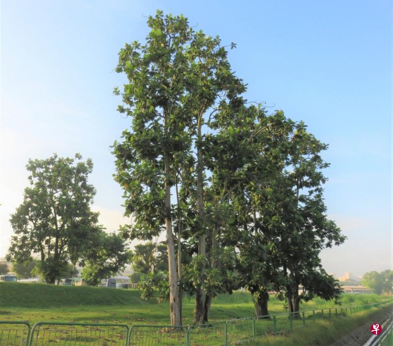 面包果原产于太平洋群岛。 面包果原产于太平洋群岛。