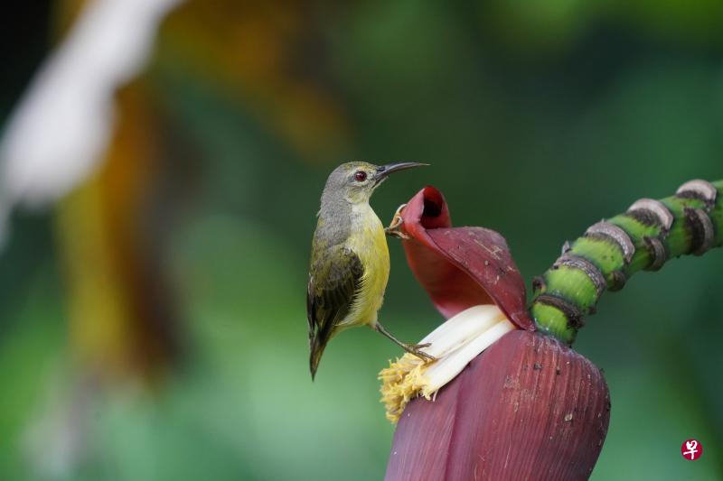 雌褐喉花蜜鸟为了吸蜜,可一脚在上,一脚在下,垂直站立。 雌褐喉花蜜鸟为了吸蜜,可一脚在上,一脚在下,垂直站立。