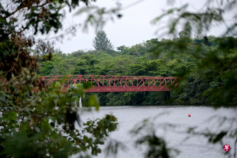 位于实龙岗蓄水池东岸的罗弄哈鲁士湿地(Lorong Halus Wetland)风景宜人。(龙国雄摄) 位于实龙岗蓄水池东岸的罗弄哈鲁士湿地(Lorong Halus Wetland)风景宜人。(龙国雄摄)