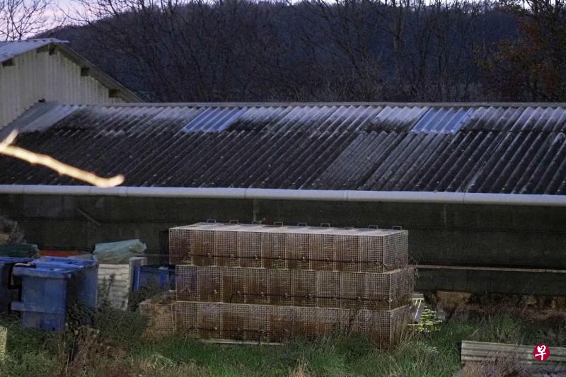 法国当局在厄尔-卢瓦尔省一家水貂养殖场发现冠病病毒传播的情况。(法新社) 法国当局在厄尔-卢瓦尔省一家水貂养殖场发现冠病病毒传播的情况。(法新社)