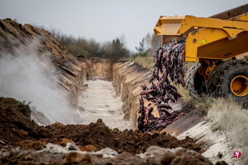 当局表示,用来掩埋水貂的的沙质土壤太轻,所以才会浮出。当局已经把这些水貂的尸体埋葬在另一处。(路透社) 当局表示,用来掩埋水貂的的沙质土壤太轻,所以才会浮出。当局已经把这些水貂的尸体埋葬在另一处。(路透社)