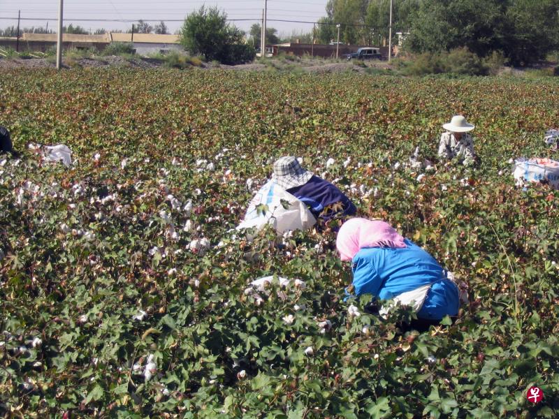 新疆生产建设兵团在2015年生产中国30%的棉花。(档案照) 新疆生产建设兵团在2015年生产中国30%的棉花。(档案照)