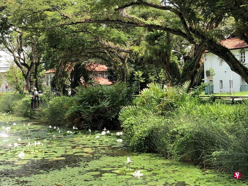 翰士德湿地公园的苍翠树木和一池睡莲，加上英殖民地时期留下的别墅，让人身心舒畅，顿时忘记这里是工业区。（谢燕燕摄）