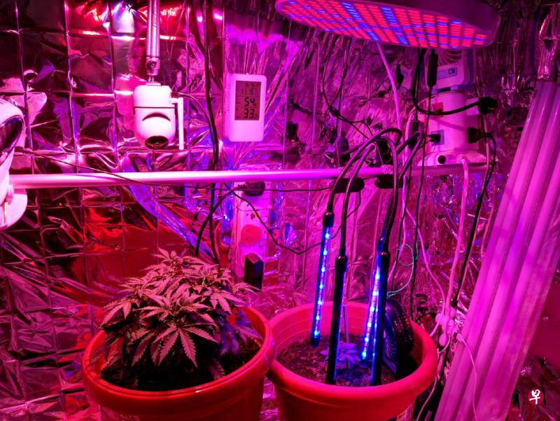 肃毒局去年九月在一间位于义顺的私宅,发现温室内非法养殖大麻。(中央肃毒局提供) 肃毒局去年九月在一间位于义顺的私宅,发现温室内非法养殖大麻。(中央肃毒局提供)