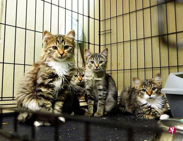 (取自Hermitage Cats Instagram) (取自Hermitage Cats Instagram)