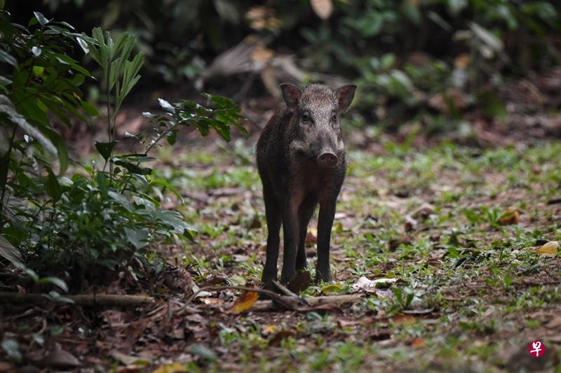 巴西立居民对区内野猪提出看法与建议。(档案照) 巴西立居民对区内野猪提出看法与建议。(档案照)
