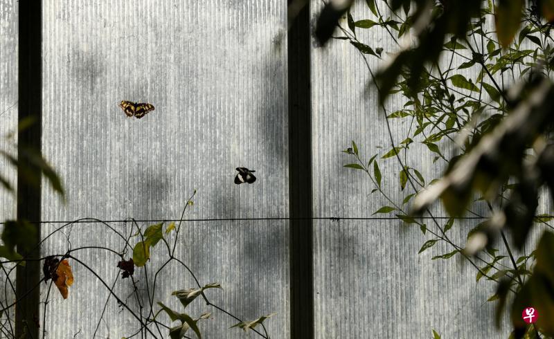 9月间英国城市蒂斯河畔斯托克顿举行蝴蝶展。图为展出的蝴蝶。(路透社) 9月间英国城市蒂斯河畔斯托克顿举行蝴蝶展。图为展出的蝴蝶。(路透社)