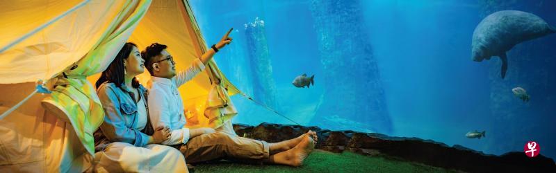 河川生态园推出在帐篷内与海牛共眠特别活动,每场活动最多只能有16人参与。(新加坡野生动物保育集团提供) 河川生态园推出在帐篷内与海牛共眠特别活动,每场活动最多只能有16人参与。(新加坡野生动物保育集团提供)