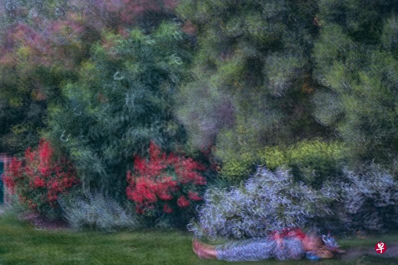 张玉卿拍“巴黎的树”,诗意地捕捉巴黎街头树木的曼妙灵性。(受访者提供) 张玉卿拍“巴黎的树”,诗意地捕捉巴黎街头树木的曼妙灵性。(受访者提供)