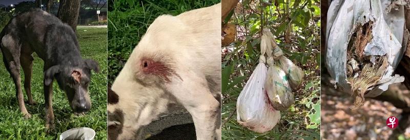 流浪狗头部疑似被钝器击伤,导致血肉暴露在外;也有狗四肢和身体受伤。树上挂着装有狗毛和狗骨头的塑料袋。(受访者提供) 流浪狗头部疑似被钝器击伤,导致血肉暴露在外;也有狗四肢和身体受伤。树上挂着装有狗毛和狗骨头的塑料袋。(受访者提供)