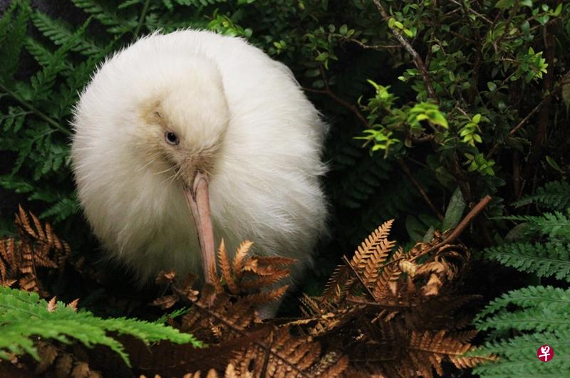 Manukura身披纯白羽毛。(取自普卡哈国家野生动物中心网站) Manukura身披纯白羽毛。(取自普卡哈国家野生动物中心网站)