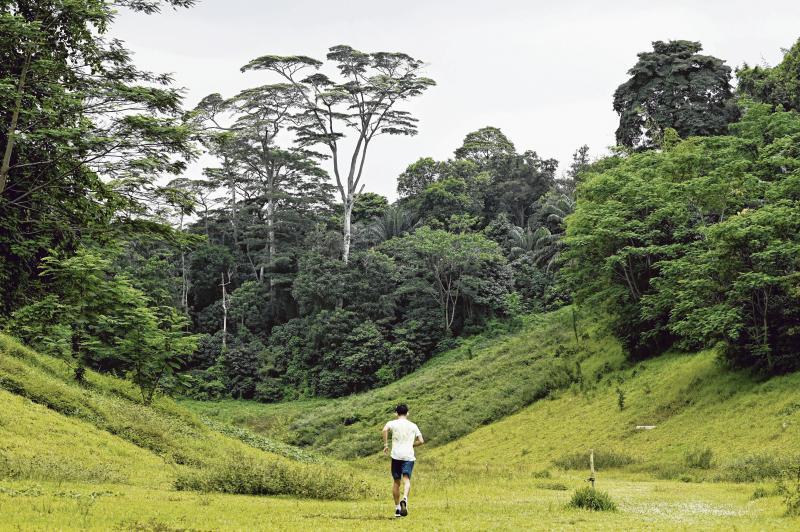 宛如人间仙境的金文泰树林不久前因一段视频在社交媒体平台爆红,不少公众随后表示应保护好这片自然雨林。(档案照片) 宛如人间仙境的金文泰树林不久前因一段视频在社交媒体平台爆红,不少公众随后表示应保护好这片自然雨林。(档案照片)