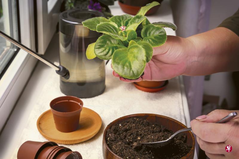 ▲非洲紫罗兰(African Violet) 非洲紫罗兰开粉色和紫色的花,是一种美观、低养护的室内植物。在明亮但非直射的光线环境下生长得最好。 ▲非洲紫罗兰(African Violet) 非洲紫罗兰开粉色和紫色的花,是一种美观、低养护的室内植物。在明亮但非直射的光线环境下生长得最好。