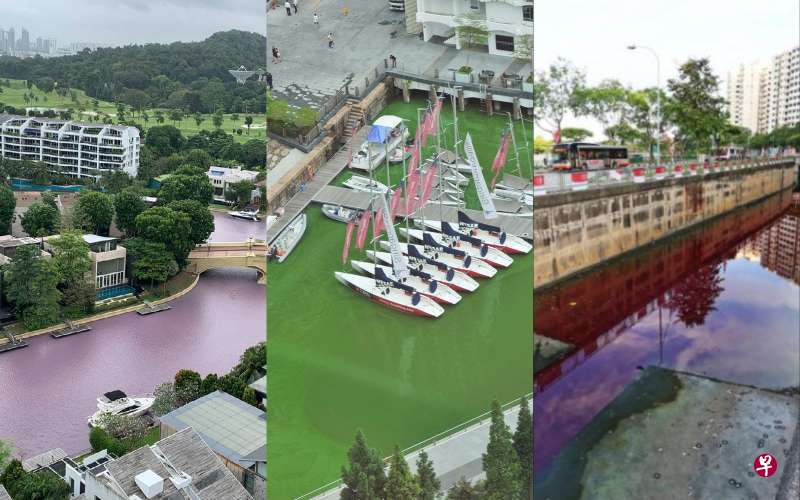本地多处水域曾出现水体变色事件,其中包括本周圣淘沙升涛湾南部水道水体变成紫粉色(左)、滨海湾部分水面在2015年出现绿潮(中)以及裕廊西一处排水沟在2015年曾经一度变成红色。(早报制图) 本地多处水域曾出现水体变色事件,其中包括本周圣淘沙升涛湾南部水道水体变成紫粉色(左)、滨海湾部分水面在2015年出现绿潮(中)以及裕廊西一处排水沟在2015年曾经一度变成红色。(早报制图)