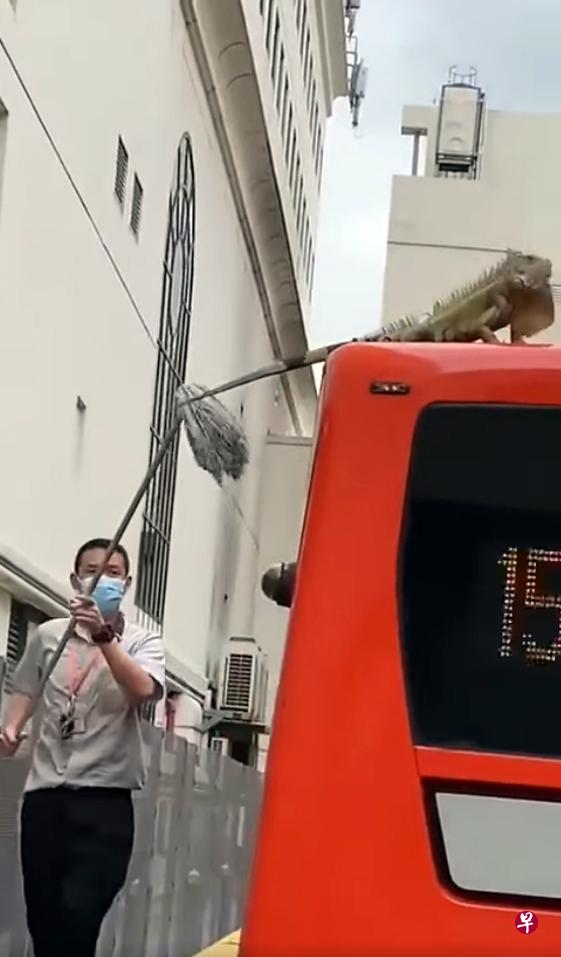 巴士公司职员正小心翼翼地用拖把赶走美洲鬣蜥。(取自面簿) 巴士公司职员正小心翼翼地用拖把赶走美洲鬣蜥。(取自面簿)