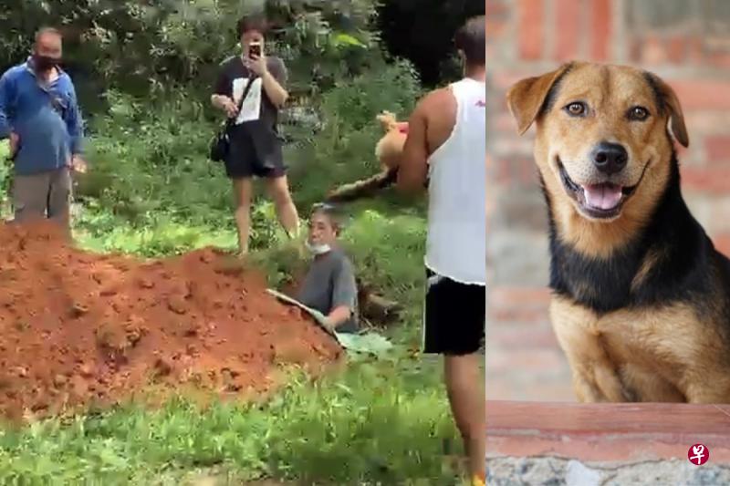 “咖啡乌”(右图)被车撞至重伤过世,乌敏岛的岛民昨天为它举行简单的丧礼。(视频截图) “咖啡乌”(右图)被车撞至重伤过世,乌敏岛的岛民昨天为它举行简单的丧礼。(视频截图)