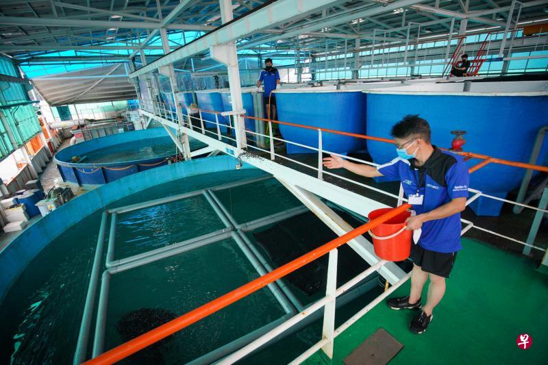 Aquaculture Centre of Excellence在农业生产力基金资助下,打造了封闭式浮动水产养殖场“环保方舟”,产量为一般传统渔场的20倍。(档案照片) Aquaculture Centre of Excellence在农业生产力基金资助下,打造了封闭式浮动水产养殖场“环保方舟”,产量为一般传统渔场的20倍。(档案照片)