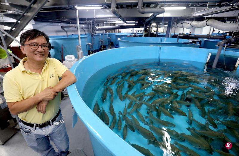 蓝海洋水产养殖科技有限公司董事经理黄益生利用纳米氧气技术,为鱼类提供富氧环境,在小空间里养殖更多鱼。(何炳耀摄) 蓝海洋水产养殖科技有限公司董事经理黄益生利用纳米氧气技术,为鱼类提供富氧环境,在小空间里养殖更多鱼。(何炳耀摄)