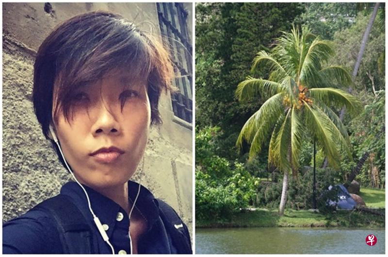 一棵约20米高的小叶南洋杉树事发时突然断裂倒下,当场压死在晨运的陆小丽(左图)。(档案照) 一棵约20米高的小叶南洋杉树事发时突然断裂倒下,当场压死在晨运的陆小丽(左图)。(档案照)
