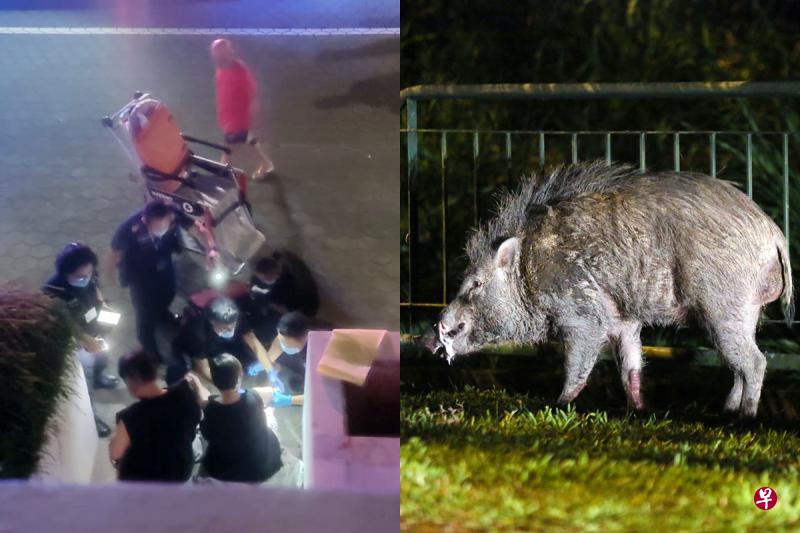 救护人员到场后,先为遭野猪攻击的女子处理伤口,然后将她送往医院。(受访者提供) 救护人员到场后,先为遭野猪攻击的女子处理伤口,然后将她送往医院。(受访者提供)