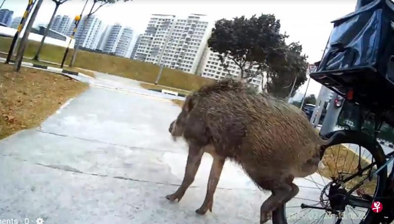 野猪冲过马路,险些撞伤脚踏车骑士。(受访者提供) 野猪冲过马路,险些撞伤脚踏车骑士。(受访者提供)