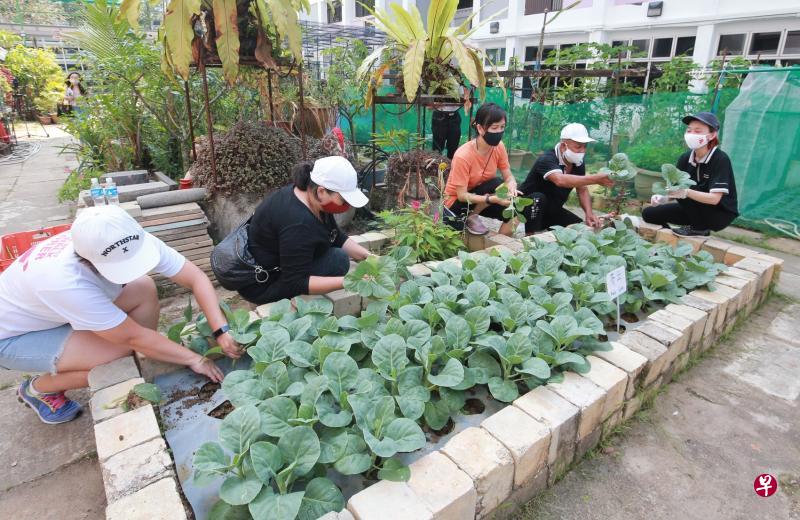 三巴旺集选区居民在社区花园收割已成熟的菜心,把过去几个月的辛劳成果分享给弱势家庭。(唐家鸿摄) 三巴旺集选区居民在社区花园收割已成熟的菜心,把过去几个月的辛劳成果分享给弱势家庭。(唐家鸿摄)