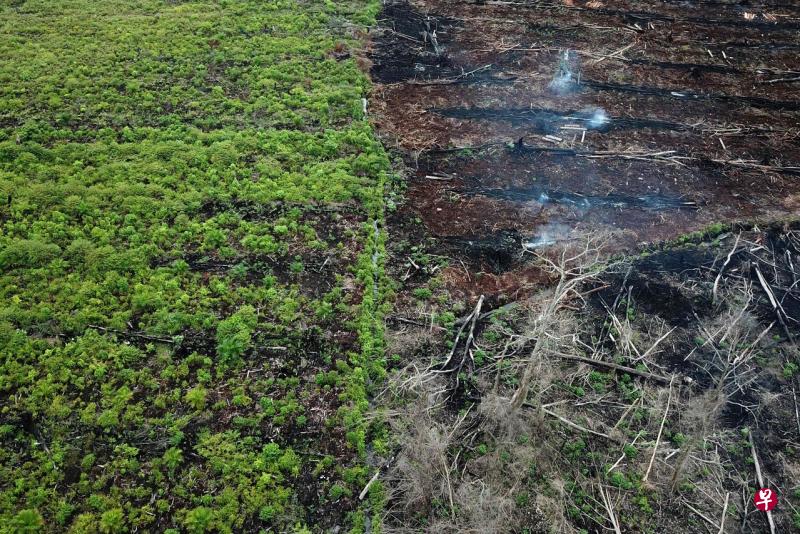 印度尼西亚环境部周三(3日)说,印尼通过更有效地控制林火并限制砍伐森林的面积,去年的森林砍伐率降低了75%。(法新社档案照) 印度尼西亚环境部周三(3日)说,印尼通过更有效地控制林火并限制砍伐森林的面积,去年的森林砍伐率降低了75%。(法新社档案照)