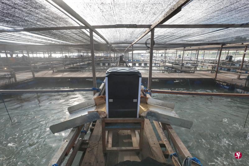 百美集团执行长陈永绍说,旗下鱼场使用自动化饲喂机投放优质饲料,鱼儿少吃多餐,不容易浪费饲料。饲料若大量沉到海床会导致营养过高,容易产生红潮或其他病菌,对水质等环境造成破坏,也影响鱼的质量。(林国明摄) 百美集团执行长陈永绍说,旗下鱼场使用自动化饲喂机投放优质饲料,鱼儿少吃多餐,不容易浪费饲料。饲料若大量沉到海床会导致营养过高,容易产生红潮或其他病菌,对水质等环境造成破坏,也影响鱼的质量。(林国明摄)