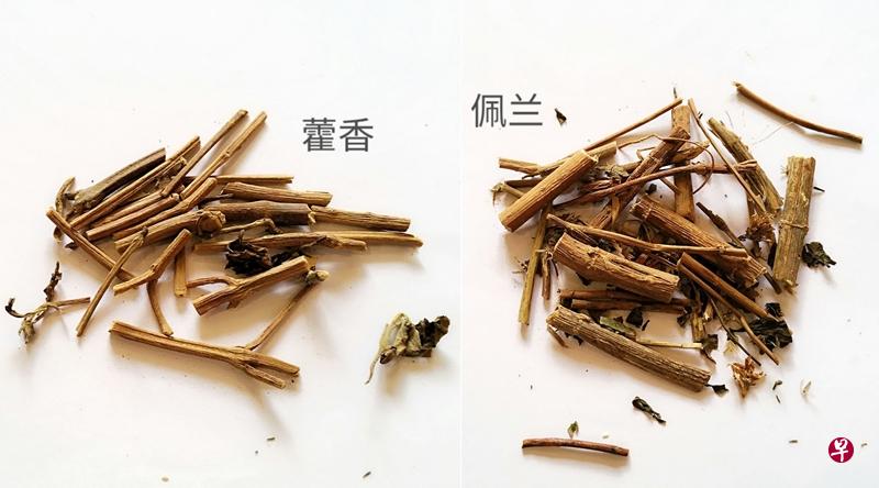 藿香(左)与佩兰。(档案照) 藿香(左)与佩兰。(档案照)