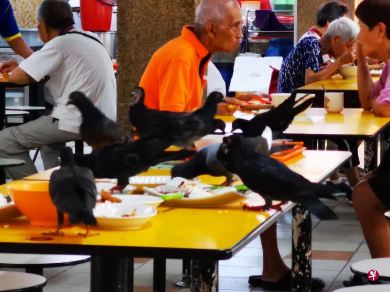 鸽子在餐桌上抢食,极不卫生。(读者提供) 鸽子在餐桌上抢食,极不卫生。(读者提供)