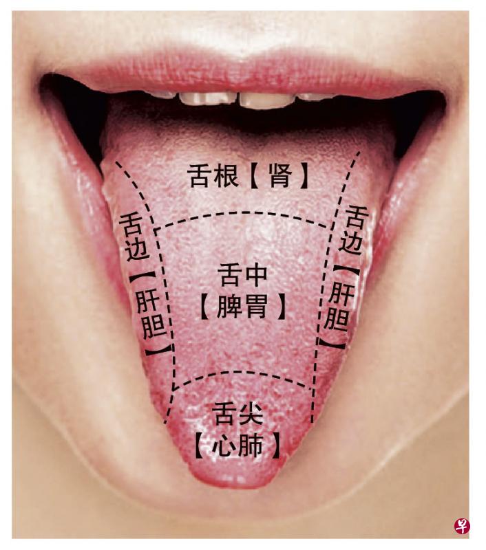 脏腑的病变可反映于舌面。(黄惠萍医师提供) 脏腑的病变可反映于舌面。(黄惠萍医师提供)