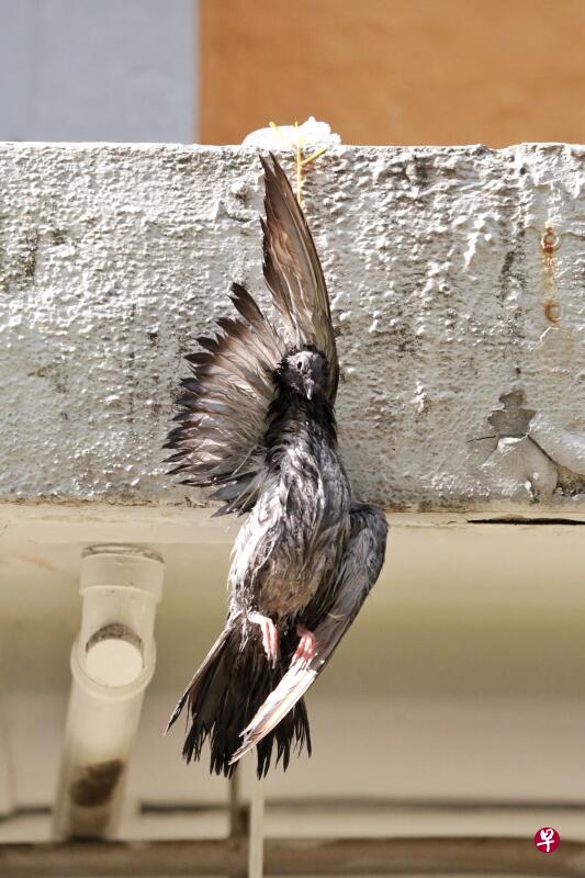 鸽子颈部被塑料绳勒住,倒吊在二楼。 鸽子颈部被塑料绳勒住,倒吊在二楼。