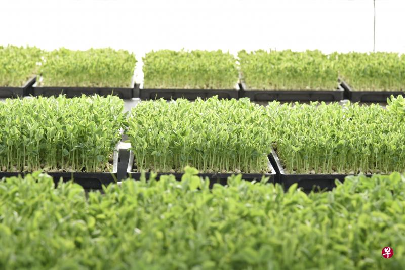 在2021财政年预算案中,政府拨款6000万元设立农业食品业转型基金,支持业者采用科技推动转型,提高生产能力,加强我国粮食的保障。(档案照) 在2021财政年预算案中,政府拨款6000万元设立农业食品业转型基金,支持业者采用科技推动转型,提高生产能力,加强我国粮食的保障。(档案照)