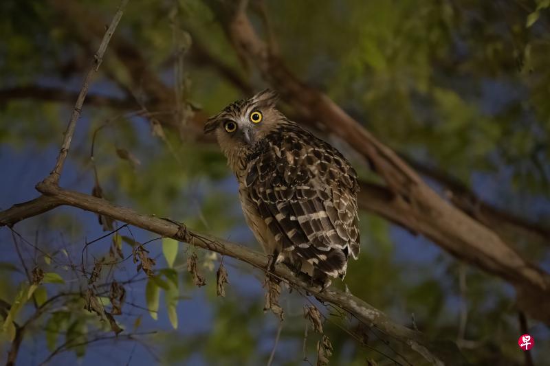 使用ISO 16000模式拍出的猫头鹰照片看起来很清晰。 使用ISO 16000模式拍出的猫头鹰照片看起来很清晰。