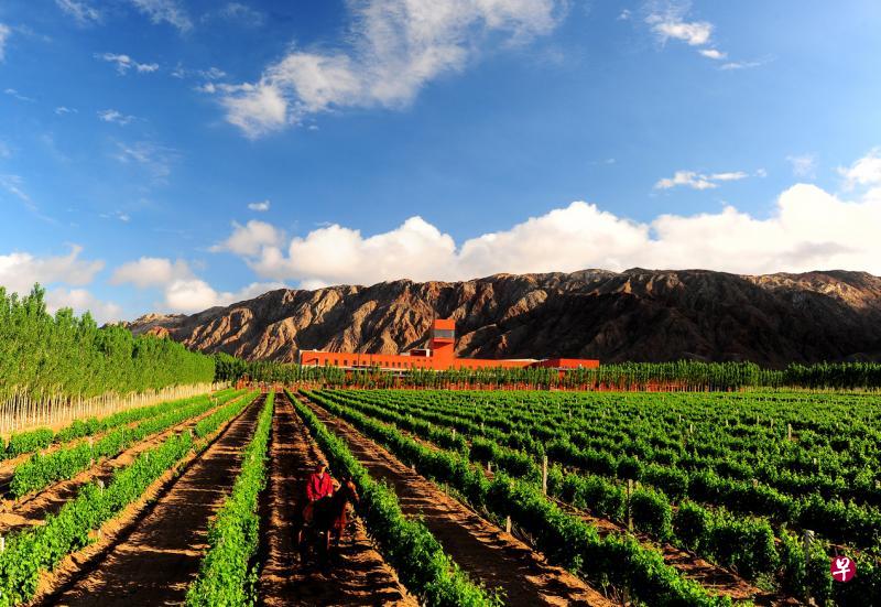 中国新疆焉耆的天塞酒庄坐落于天山脚下,将戈壁滩化为葡萄园(酒庄提供)。 中国新疆焉耆的天塞酒庄坐落于天山脚下,将戈壁滩化为葡萄园(酒庄提供)。