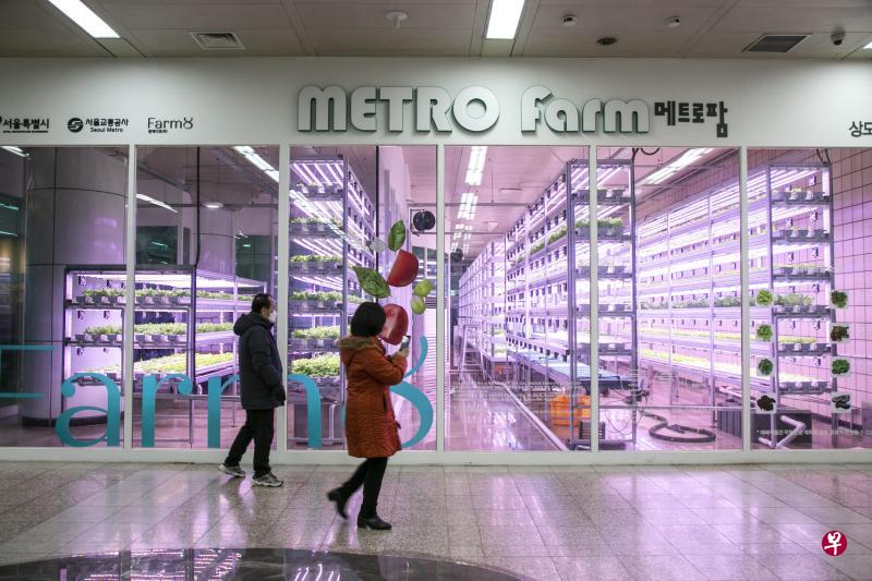 Farm 8农场目前种植的主要是沙拉用的蔬菜,接下来将增产具美容或医药用途的植物以增加盈利。图为Farm 8在首尔上道地铁站内的垂直农场。(彭博社) Farm 8农场目前种植的主要是沙拉用的蔬菜,接下来将增产具美容或医药用途的植物以增加盈利。图为Farm 8在首尔上道地铁站内的垂直农场。(彭博社)
