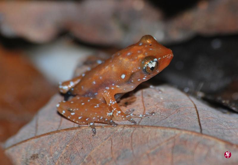 红腹锦蛙之前多数出没在武吉知马和中央集水地带的自然保护区等。 (黄家俊摄) 红腹锦蛙之前多数出没在武吉知马和中央集水地带的自然保护区等。 (黄家俊摄)