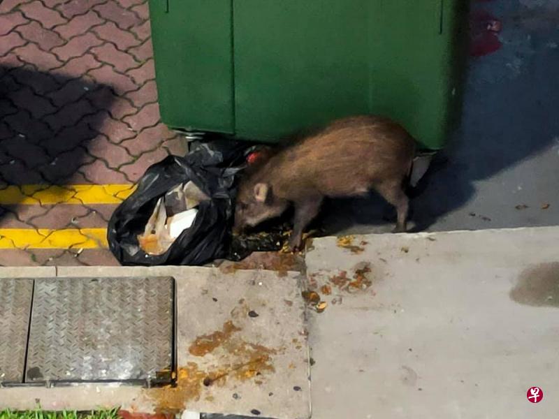 一只野猪午夜时分在组屋楼下的垃圾桶周围觅食。(取自慈母舰面簿) 一只野猪午夜时分在组屋楼下的垃圾桶周围觅食。(取自慈母舰面簿)