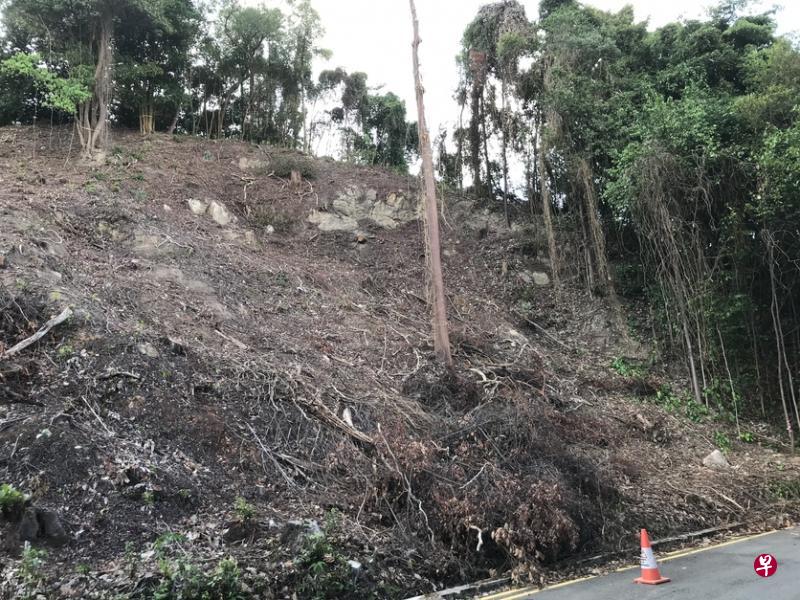 花柏山一片植被不知何故枯萎。(读者提供) 花柏山一片植被不知何故枯萎。(读者提供)