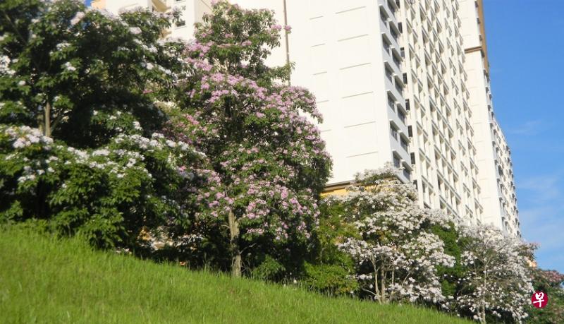 翻沙水道旁小山坡上的风铃花。(读者提供) 翻沙水道旁小山坡上的风铃花。(读者提供)