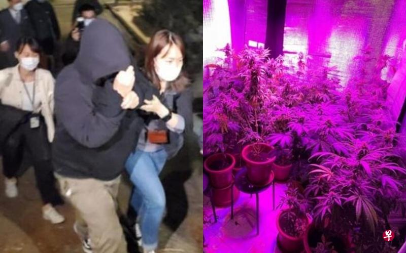 吴耀汉女儿(左图中)被警方查获在村屋种植大麻(右图)而被逮捕。(互联网) 吴耀汉女儿(左图中)被警方查获在村屋种植大麻(右图)而被逮捕。(互联网)