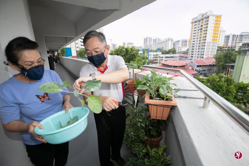 也是蔡厝港基层组织顾问的卫生部长颜金勇（右）昨天同参与蔡厝港走廊园艺计划的居民廖秋容，一起收割她今年1月栽种的芥兰。（陈来福摄）