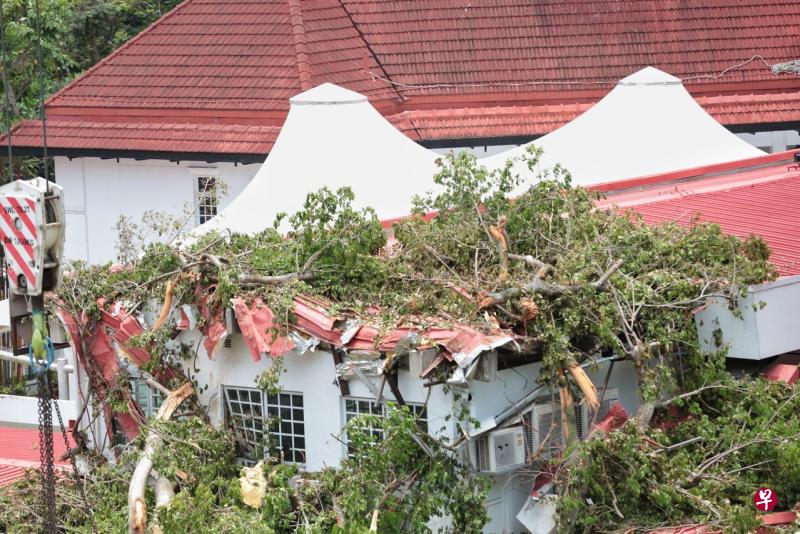 大树倒下,砸中民众俱乐部。 大树倒下,砸中民众俱乐部。