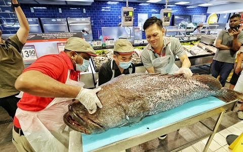 超市现切现卖100公斤龙趸鱼 引公众围观