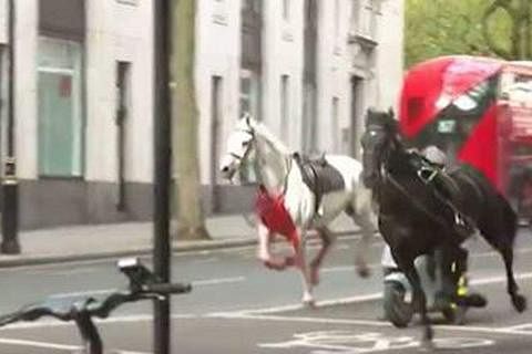 视频显示，一匹白马似乎浑身是血，与另一匹黑马一起穿过街道。（视频截图）