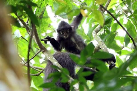 根据国家公园局星期四（4月25日）发出的资料，设于武吉知马生态连道的相机分别在去年10月16日和19日，两度捕捉到莱佛士叶猴的身影。（何炳耀摄）