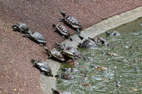 原本呆在浑浊池水里的乌龟，一发现有人走近就纷纷爬出水面，等着食物吃。（陈渊庄摄）